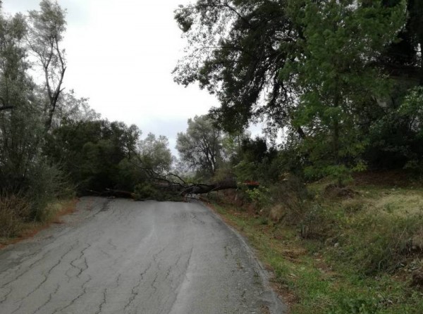 ΚΥΠΑΡΙΣΣΙ ΜΕΣΣΑΠΙΩΝ: Πεύκο έκοψε στη μέση τον δρόμο