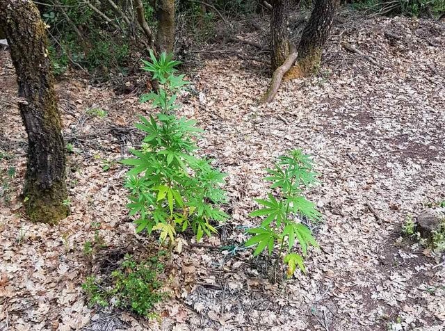 Εντοπίστηκε φυτεία με 68 δενδρύλλια χασίς μέσα στο δάσος