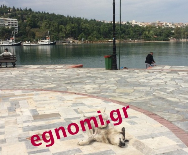ΧΑΛΚΙΔΑ: Ο «Τάσος» τρομάζει τους περαστικούς με την ηρεμία του