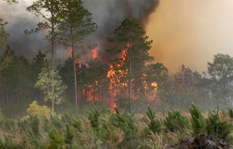 Συνελήφθη για εμπρησμό από πρόθεση 55χρονος στον Ωρωπό