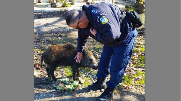ΠΡΟΚΟΠΙ ΕΥΒΟΙΑΣ: Χαϊδεύει αγριογούρουνο σα να είναι κατοικίδιο ζώο