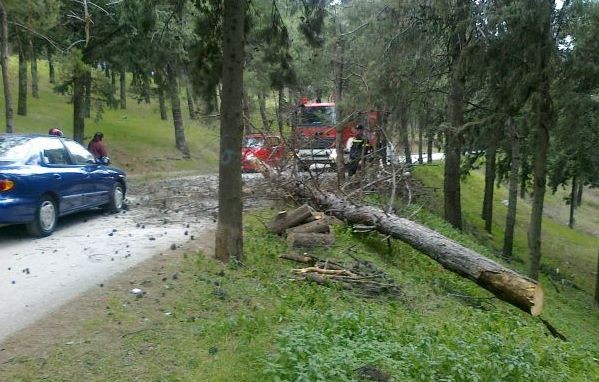 Πεύκο συνέθλιψε το πόδι 39χρονου στον Παγώντα