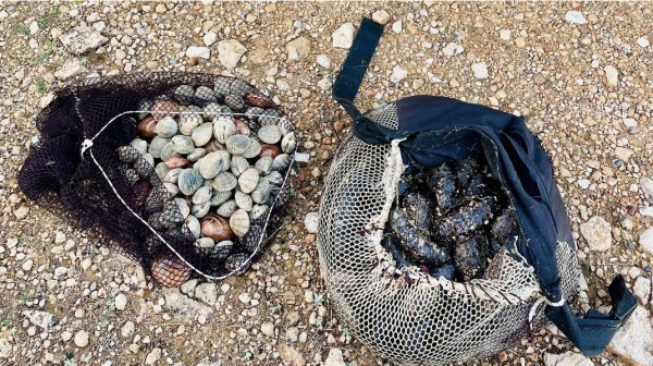 ΜΠΟΥΡΝΩΝΤΑΣ ΔΡΟΣΙΑΣ: Ερασιτέχνης ψάρευε παράνομα κυδώνια και αγγούρια της θάλασσας