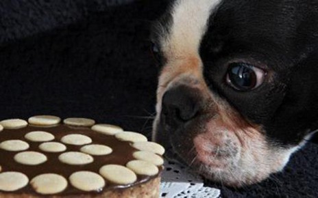 Aρτοποιείο για σκύλους ...περπάτησε