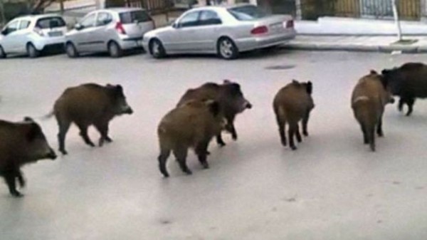 Αγριογούρουνα προκαλούν τροχαία ατυχήματα