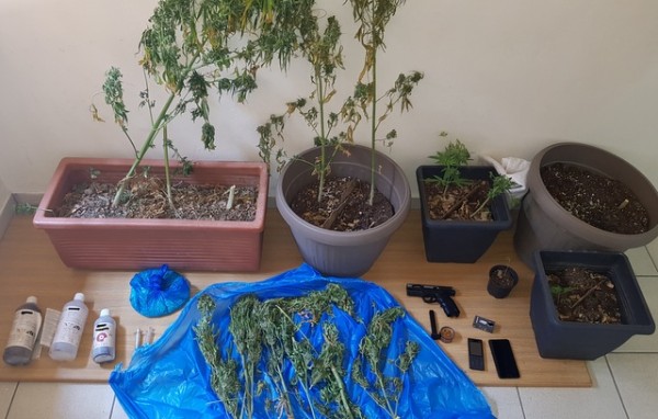 Ζευγάρι Ελλήνων καλλιεργούσε δενδρύλλια κάνναβης σε δύσβατη δασική περιοχή  της Στερεάς Ελλάδας