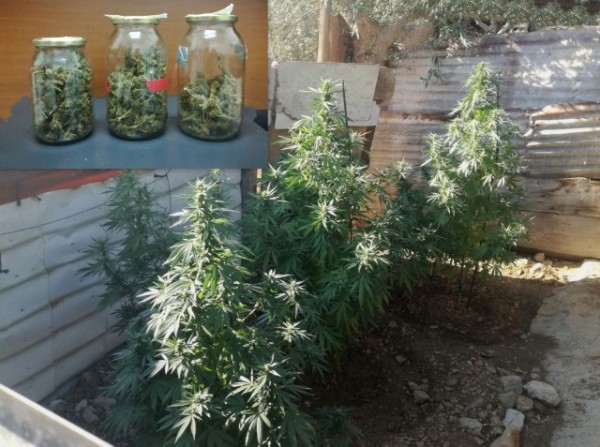 Καλλιεργούσε χασίς στο κτήμα του και φύλαγε τις φούντες σε βαζάκια