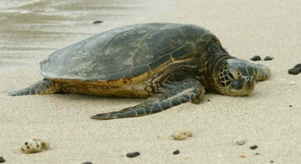 ΑΡΤΕΜΙΣΙΟ - ΠΕΥΚΙ: Βρομάει η παραλία από ψόφια χελώνα