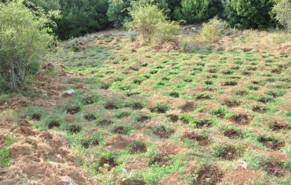 ΣΤΕΡΕΑ ΕΛΛΑΔΑΣ: Έφτιαξαν φυτώριο χασίς σε δύσβατη δασική περιοχή - Κατασχέθηκαν 733 δενδρύλλια (VIDEO)