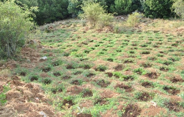 ΣΤΕΡΕΑ ΕΛΛΑΔΑΣ: Έφτιαξαν φυτώριο χασίς σε δύσβατη δασική περιοχή - Κατασχέθηκαν 733 δενδρύλλια (VIDEO)