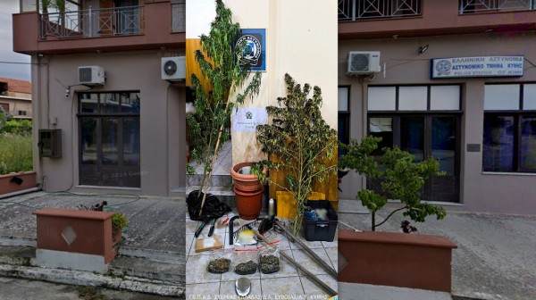 ΕΥΒΟΙΑ: Συνελήφθη χασισοκαλλιεργητής από άντρες του Αστυνομικού Τμήματος Κύμης