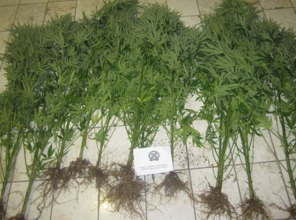 Τους έπιασαν με 14 χασισόδενδρα και 97 γραμμάρια χασίς