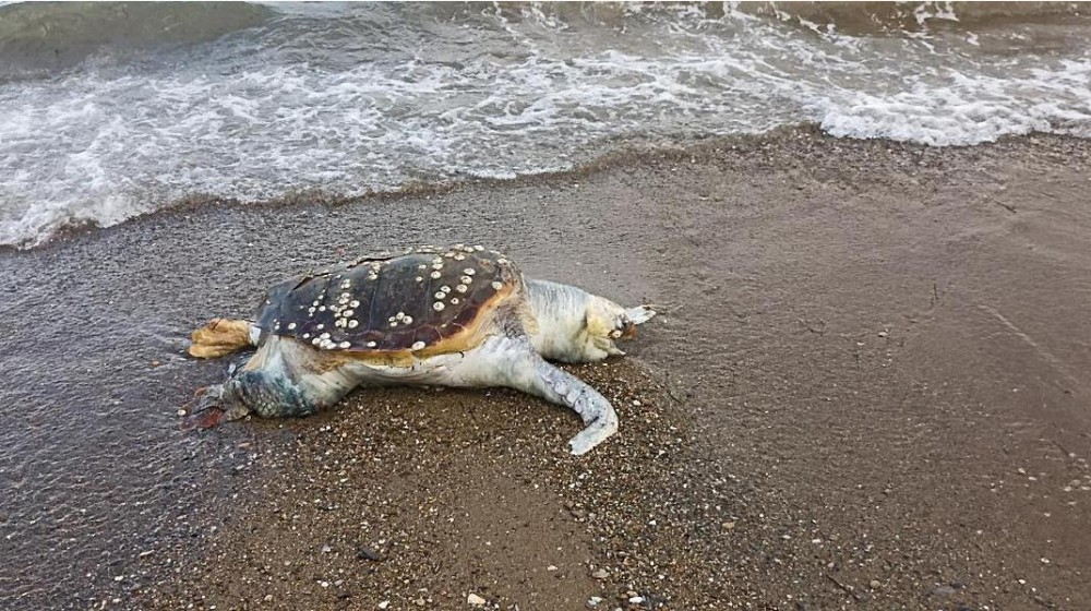 Νεκρή θαλάσσια χελώνα στο Λευκαντί