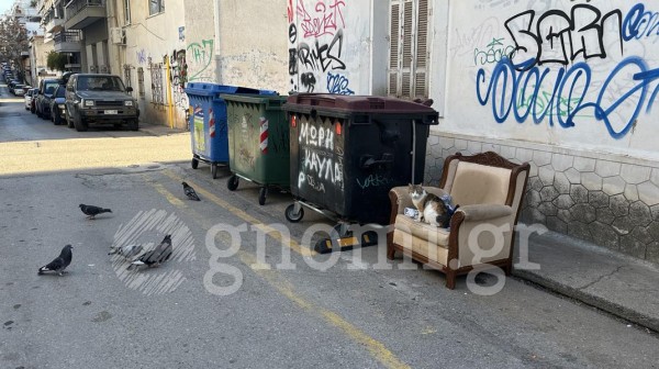 ΧΑΛΚΙΔΑ: Η γάτα ...άραξε στην πολυθρόνα!