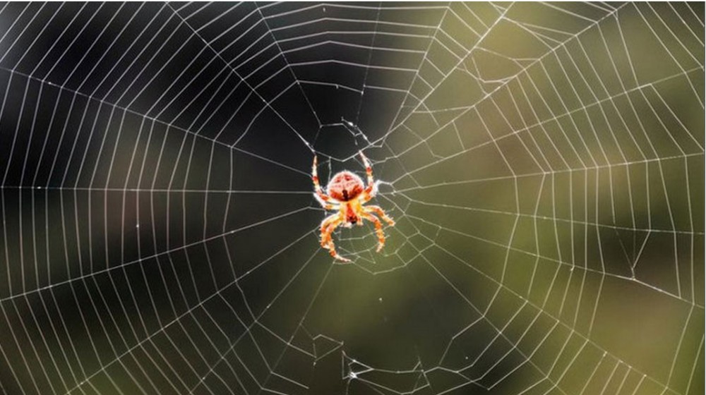 Νεκρός από τσίμπημα αράχνης 48χρονος στην Ηλεία