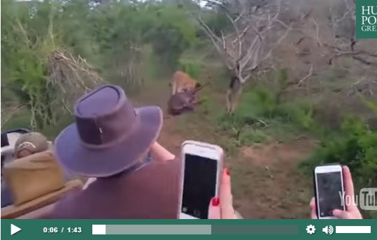 Απίστευτη μονομαχία ανάμεσα σε γκνου και λιοντάρι (VIDEO)