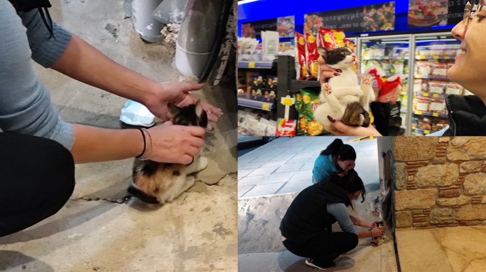 ΔΗΜΟΣ ΕΡΕΤΡΙΑΣ: Επιχείρηση διάσωσης για γατάκι που παγιδεύτηκε στα ψυγεία σούπερ- μάρκετ