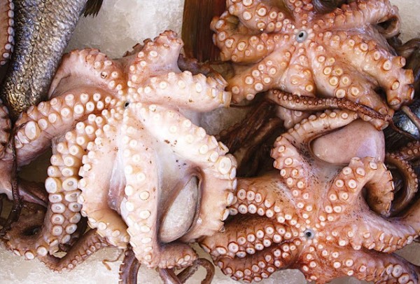 ΣΤΥΛΙΔΑ: Δέκα κιλά χταπόδια κατέληξαν σε ευαγές ίδρυμα μετά την παρέμβαση του Λιμεναρχείου