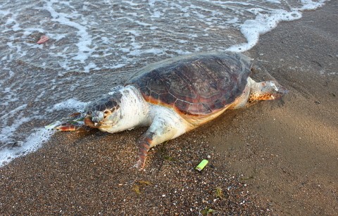 Νεκρή χελώνα στο Λευκαντί