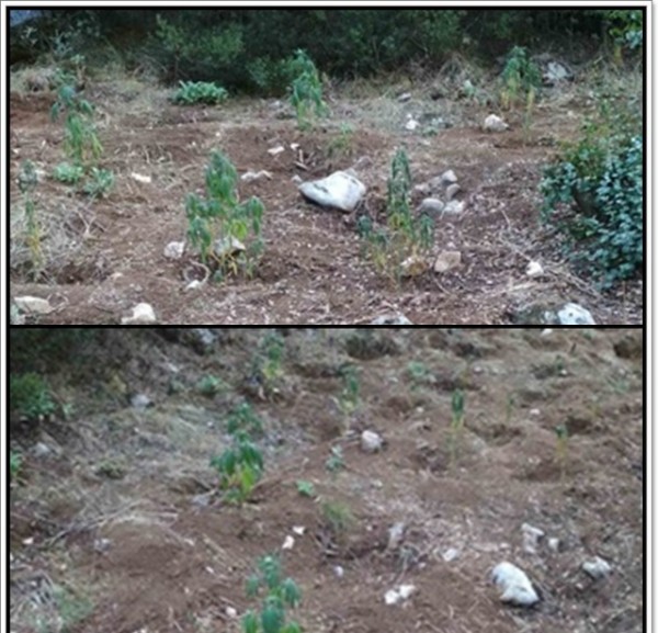 Βρέθηκαν οι καλλιεργητές της φυτείας με τα 148 δενδρύλλια χασίς στην Τιθορέα