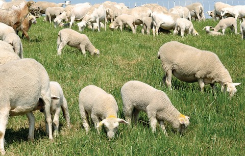 Καθορίζουν τα τέλη βοσκής για το 2013