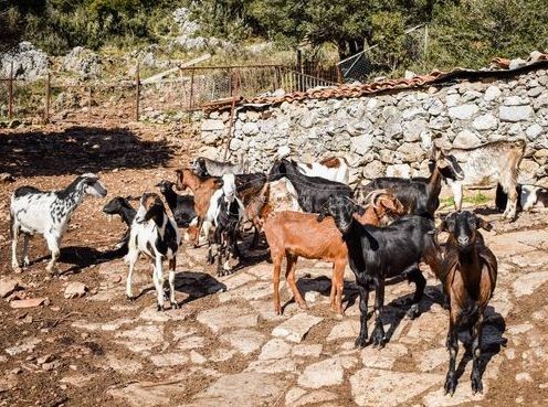 ΚΥΜΗ ΕΥΒΟΙΑΣ: Συνελήφθησαν τρία άτομα για ζωοκλοπή