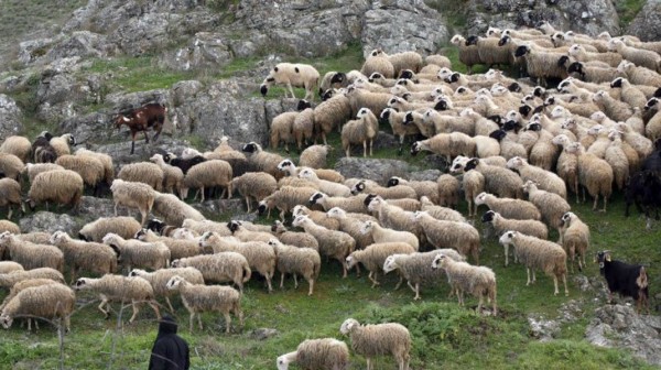 Ενημέρωση για το νόσημα της  Ευλογιάς σε πρόβατα και κατσίκια
