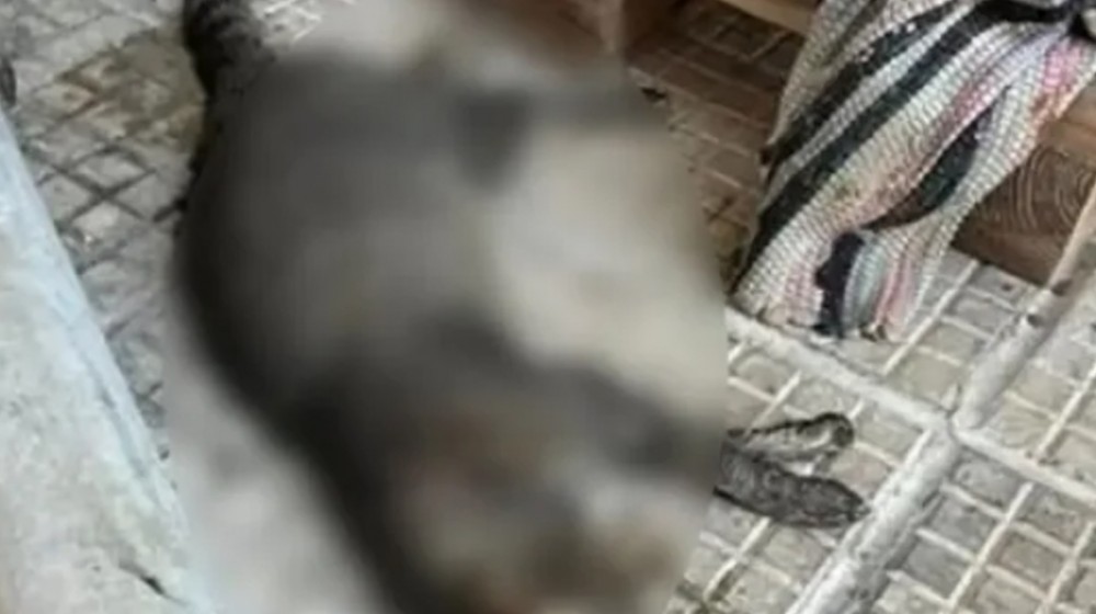 Συνταξιούχος αστυνομικός ο 56χρονος που δηλητηρίασε 24 γάτες - Του επιβλήθηκε πρόστιμο 60.000 ευρώ