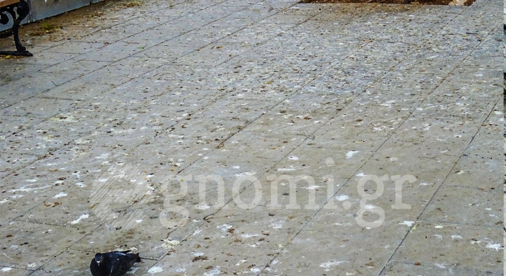 ΧΑΛΚΙΔΑ: Συνεχίζονται οι αντιδράσεις για την άσχημη εικόνα στην πλατεία του Αγίου Νικολάου