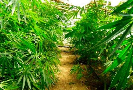 ΙΣΤΙΑΙΑ: Σύλληψη 55χρονου για δύο χασισοφυτείες