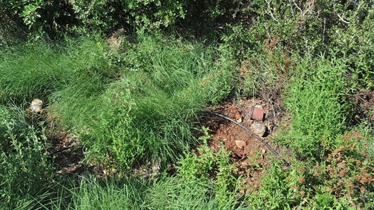 Ξεριζώθηκε μεγάλη χασισοκαλλιέργεια