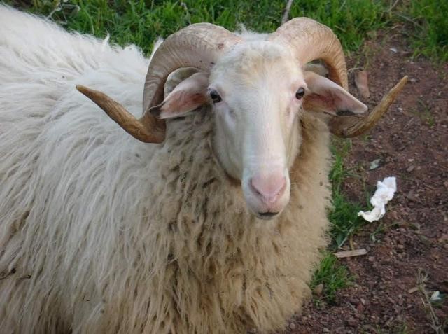 Κτηνοτρόφος βρήκε τραγικό θάνατο από κριάρι που είχε στο κοπάδι του