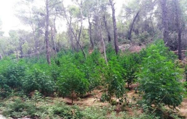 ΒΟΙΩΤΙΑ: Κρυμμένη στο δάσος χασισοφυτεία με 1230 δενδρύλλια