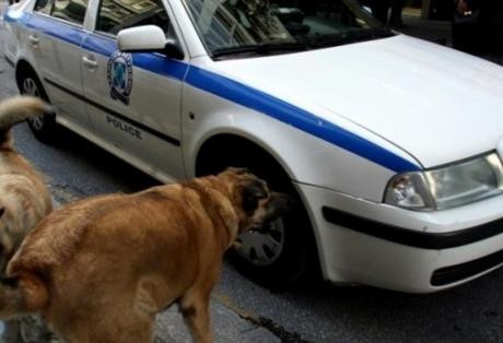 Κλώτσησε σκύλο και εισέπραξε ένα χρόνο φυλακή και πρόστιμο 5000 ευρώ