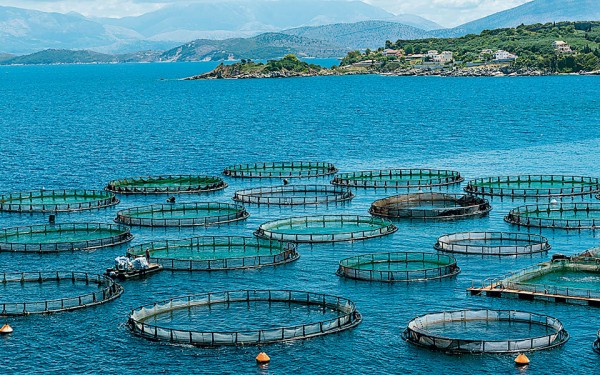 Όχι στην μετεγκατάσταση μονάδων ιχθυοκαλλιέργειας στο Καλέντζι