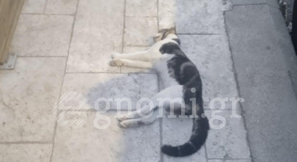 ΧΑΛΚΙΔΑ: Δηλητηρίασαν γάτα με ποντικοφάρμακο στον Αγιο Ιωάννη