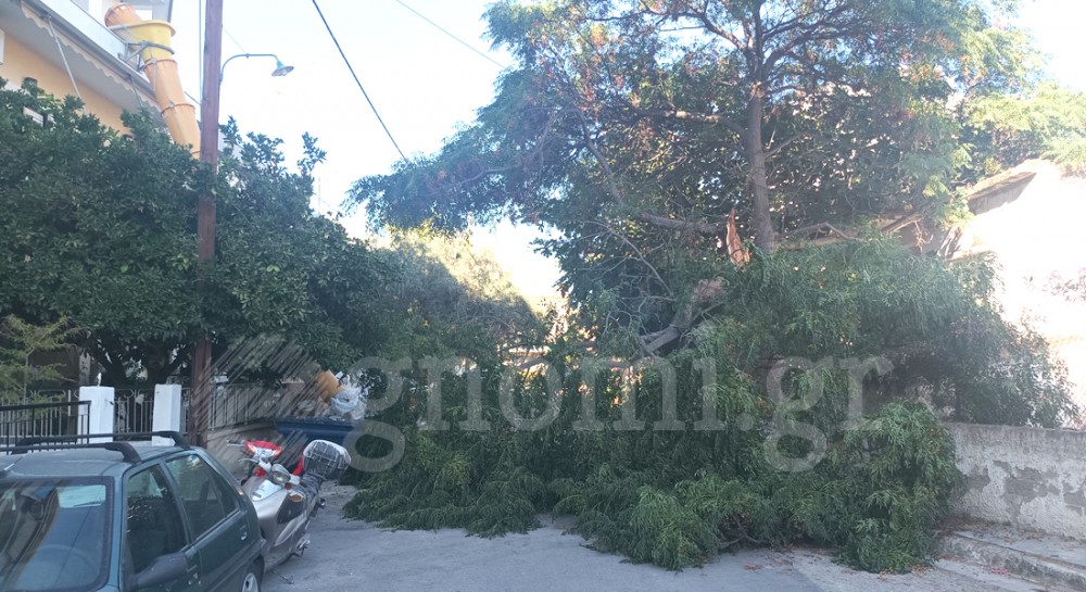 ΧΑΛΚΙΔΑ: Έπεσε δένδρο στην οδό Αιδηψού πάνω στο δρόμο