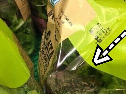 ΑΠΙΣΤΕΥΤΟ: Βρέθηκε βάτραχος σε σαλάτα της εταιρείας ΑΒ Βασιλόπουλος