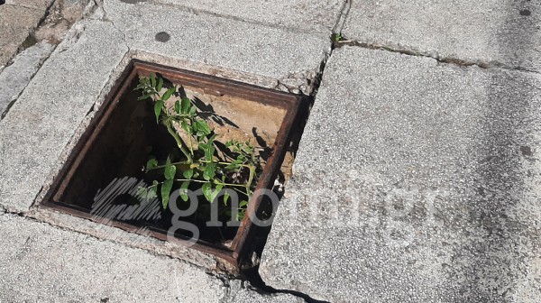 Παγίδα στη Χαλκίδα: Φρεάτιο χωρίς καπάκι απειλεί την ασφάλεια των πολιτών!