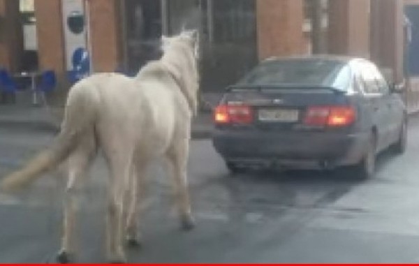 Έδεσε το άλογο στο αυτοκίνητο και το έβγαλε βόλτα (VIDEO)