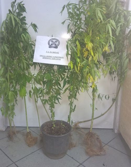 ΠΟΛΙΤΙΚΑ ΕΥΒΟΙΑΣ: Καλλιεργούσε  13 δενδρύλλια κάνναβης στην αυλή της 59χρονη γυναίκα (pic)