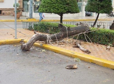 Τους ήρθε ο πλάτανος στο κεφάλι!
