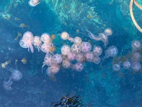 Μεγάλη έξαρση από μωβ μέδουσες στο Ιόνιο
