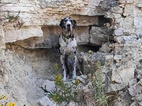 Βρέθηκε στα Οινόφυτα ο σκύλος της φωτογραφίας