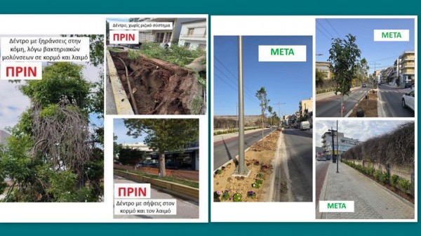 Τι απαντάει ο Δήμος Χαλκιδέων για τις κοπές των δένδρων στο έργο ανάπλασης των κεντρικών οδών της Χαλκίδας