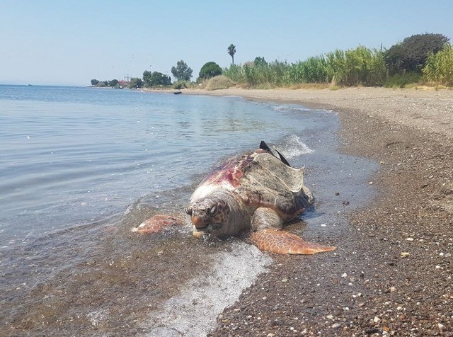 Κι άλλη νεκρή χελώνα καρέτα-καρέτα στην Αμάρυνθο