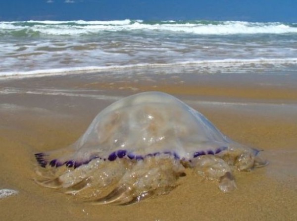 Αυτές οι παραλίες έχουν πρόβλημα με τις μέδουσες (ΧΑΡΤΗΣ)