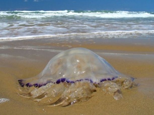 Έτσι προστατεύουν τις παραλίες από τσούχτρες και μέδουσες (VIDEO)