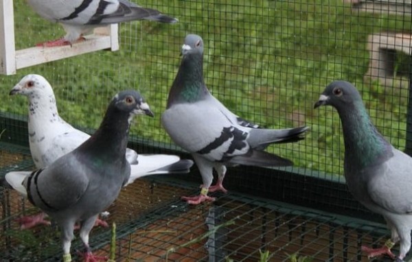 Αδιανόητο έγκλημα με 4 νεκρούς για τα περιστέρια