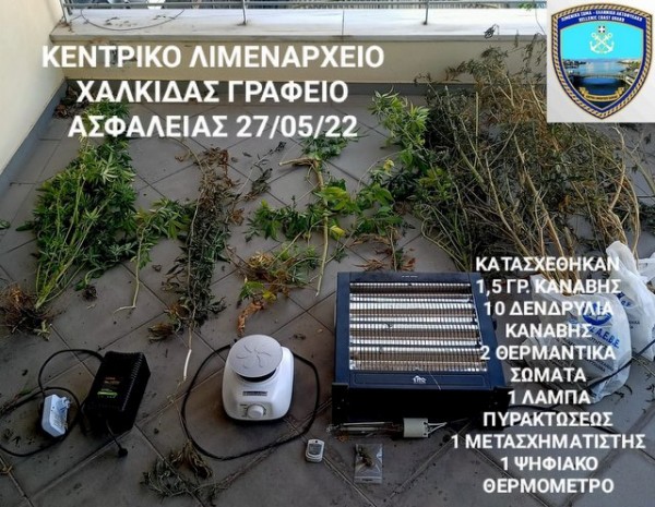 ΧΑΛΚΙΔΑ: Συνελήφθη 23χρονος στο δρόμο από το Λιμεναρχείο και αποκαλύφθηκε ότι καλλιεργούσε δενδρύλλια χασίς στο σπίτι του (φωτό)